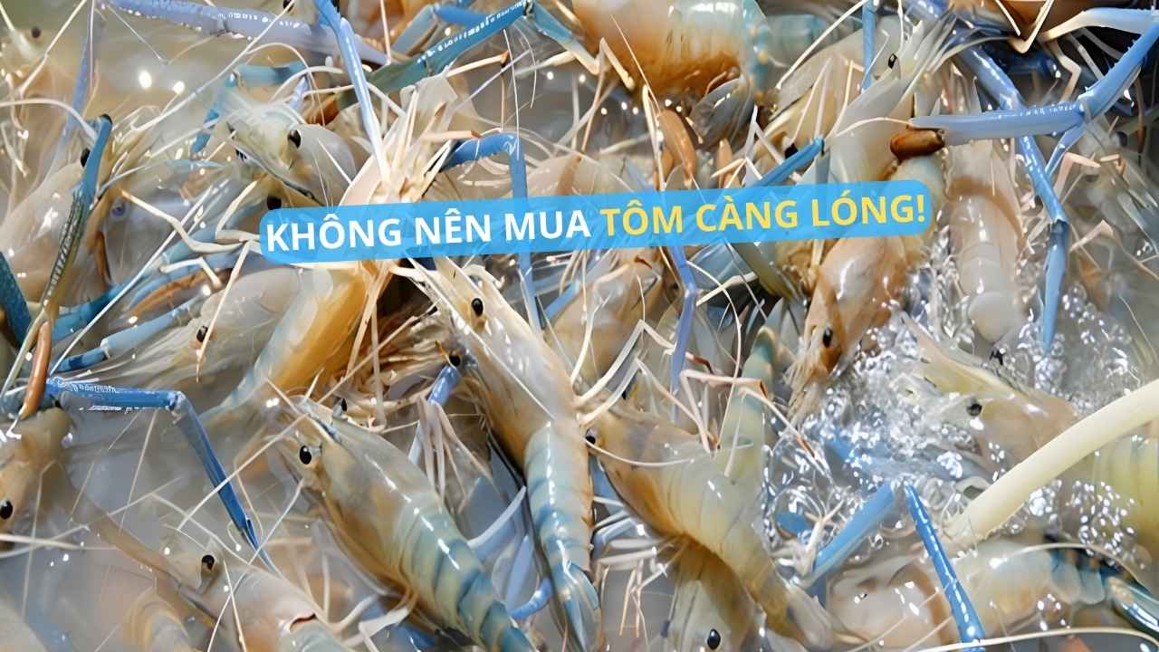 chọn TÔM CÀNG như thế nào?